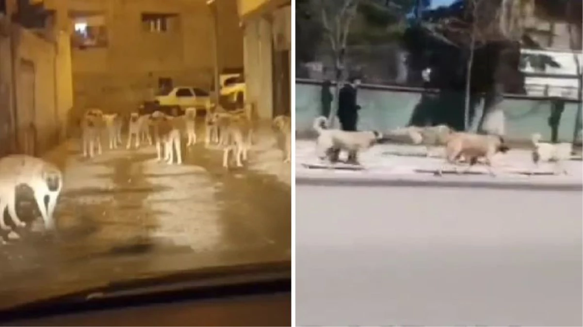Kuduz karantinası uygulanan Siverek sokaklarında çeteleşmiş başıboş köpekler kol geziyor! Belediyeye büyük tepki var