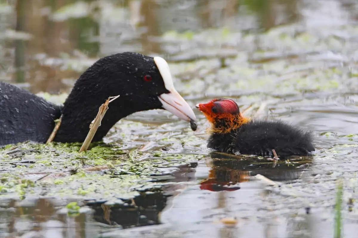 Sakarmeke kuşunun su altından çıkardığı besinlerle yavrularını besleme anı