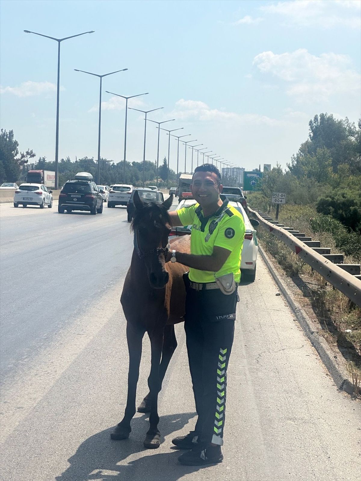 Adana\'da otoyolda trafiği tehlikeye düşüren sahipsiz at, barınağa teslim edildi