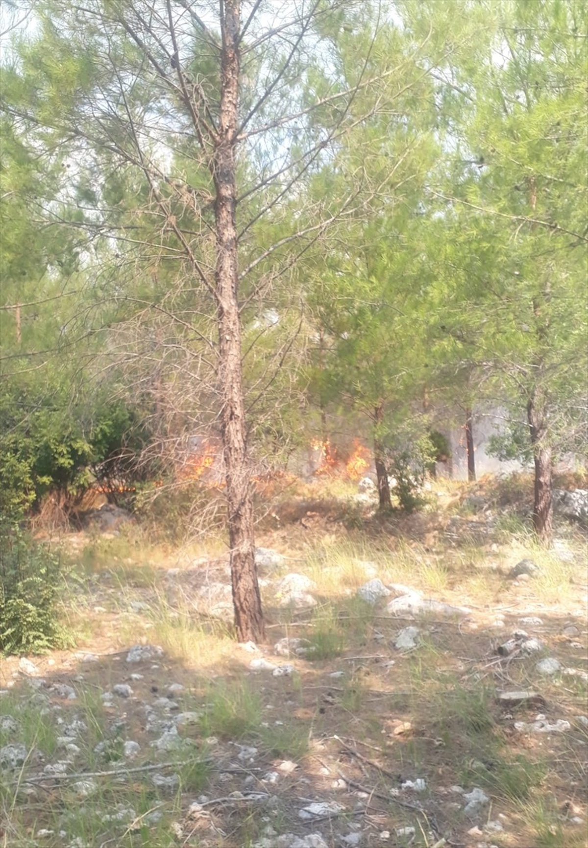 Antalya Konyaaltı\'nda Orman Yangını: 3 Dönüm Alan Zarar Gördü