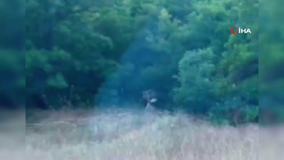 Boz ayının, yaban keçisini avladığı anlar anbean kayda alındı