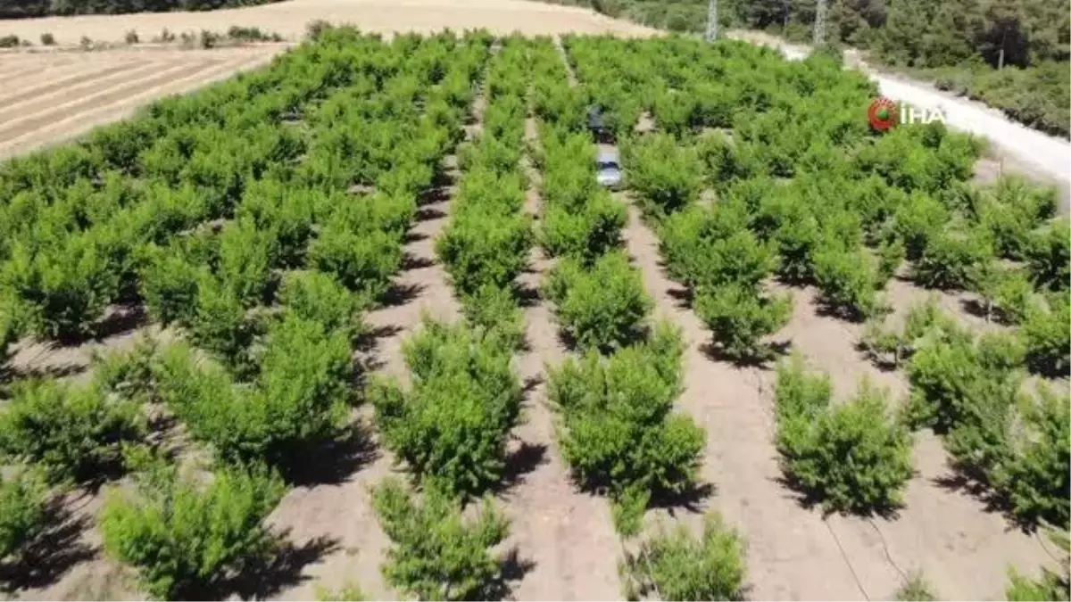 Coğrafi işaret tescilli Lapseki şeftalisi Rusya pazarında