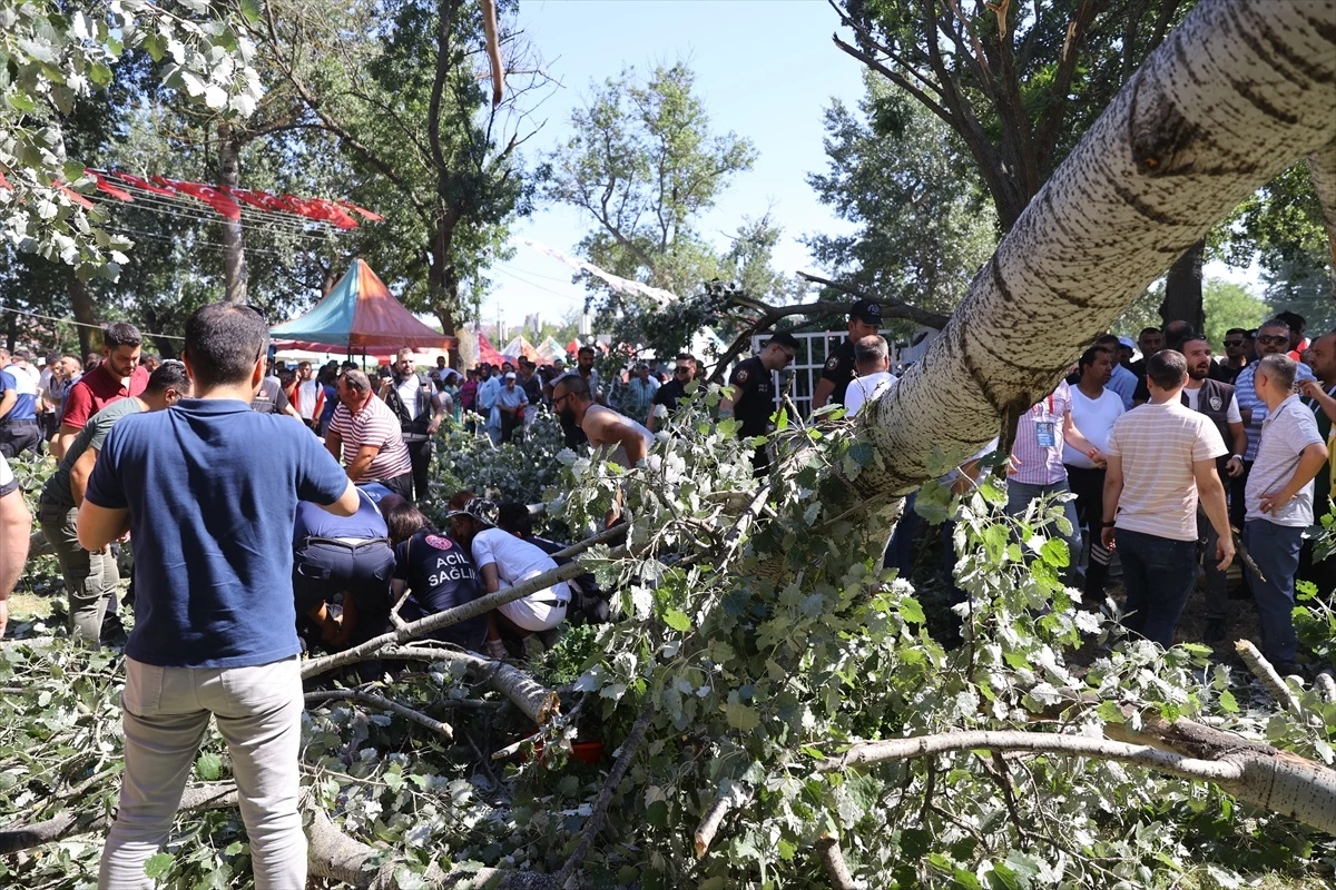 Edirne\'de devrilen ağacın altında kalan 2 kişi yaralandı