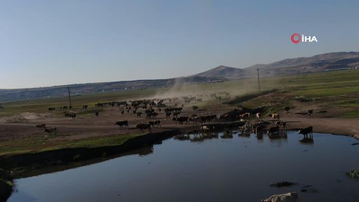 Mandaların sağım yolculuğu belgeselleri aratmıyor Afrika değil Kayseri