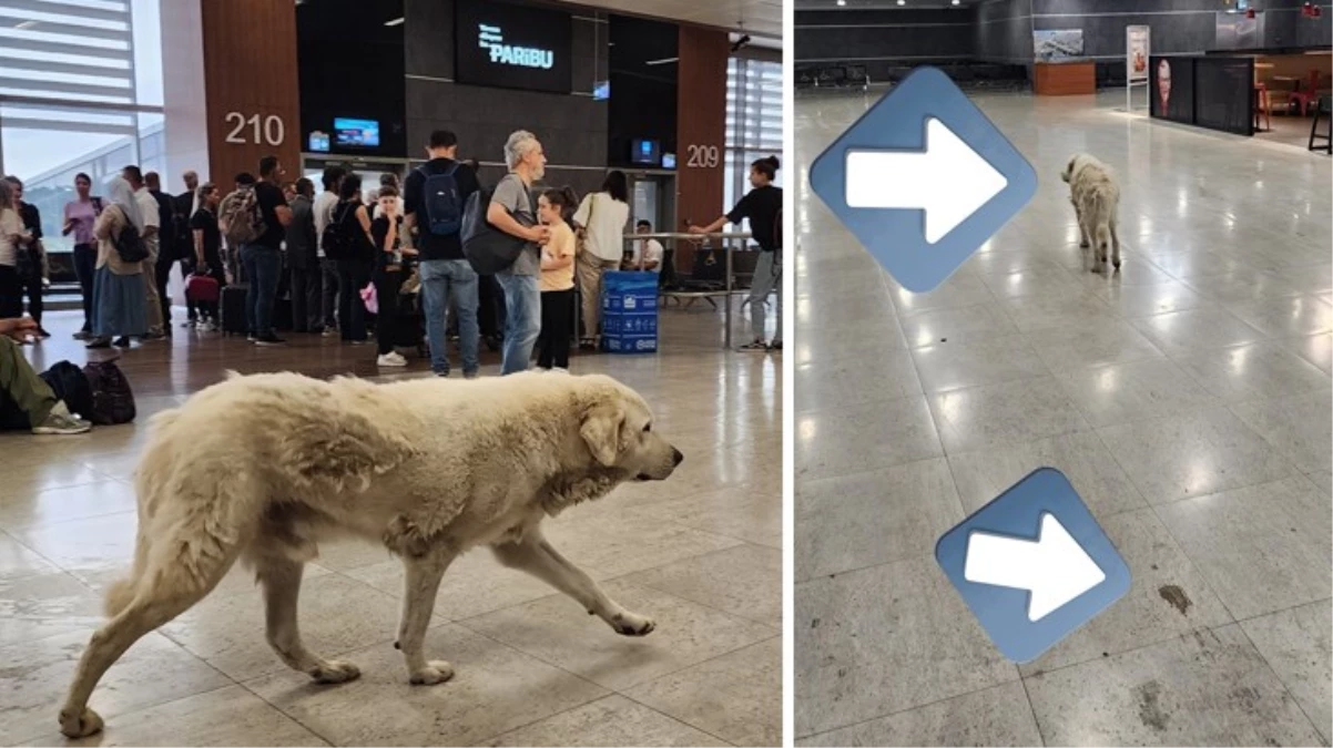 Sabiha Gökçen Havalimanı\'nda başıboş köpekler yolcuların bulunduğu alana girdi! Pisledikleri iddia edildi