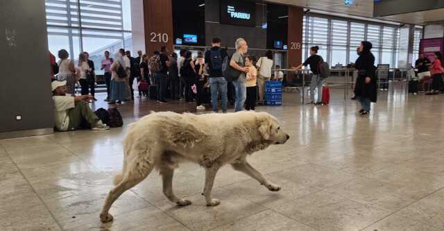 Sabiha Gökçen'de tepki çeken manzara! Sahipsiz köpekler alana girdi, bir de yerlere pisledikleri iddia edildi Sabiha Gökçen'de tepki çeken manzara! Sahipsiz köpekler alana girdi, bir de yerlere pisledikleri iddia edildi