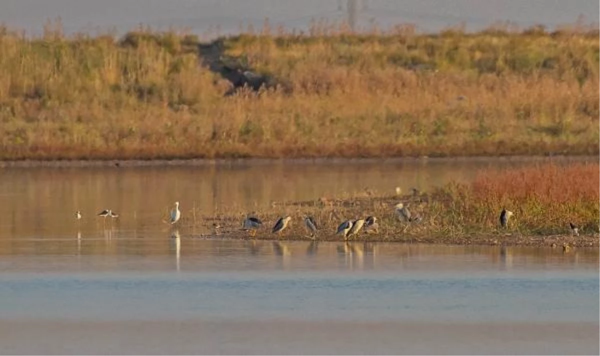 Kuşlar, kuraklık nedeniyle Diyarbakır\'daki gölete sığındı