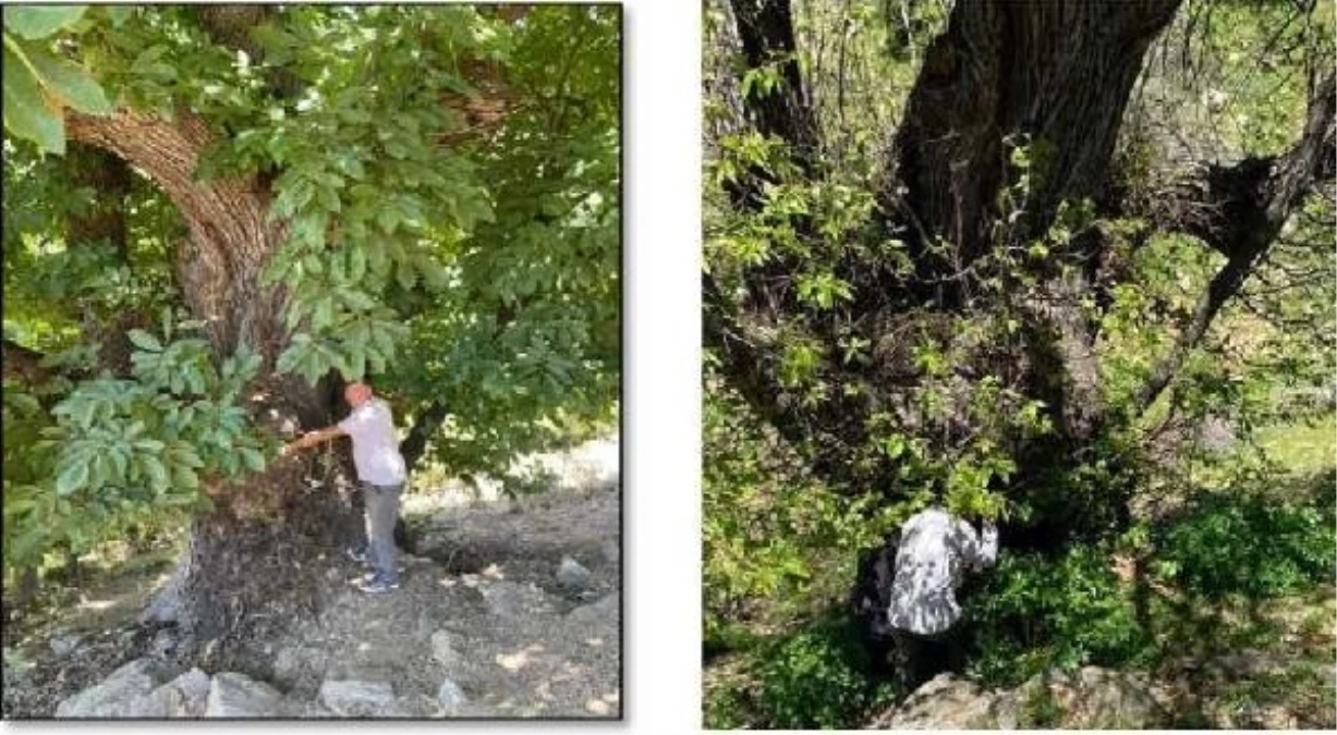 Diyarbakır\'da 766 yaşındaki anıt ağaç çoğaltılıyor