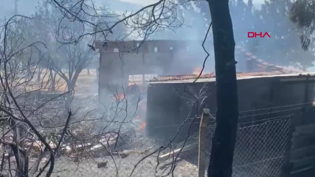 İzmir\'in 2 ilçesinde orman yangını