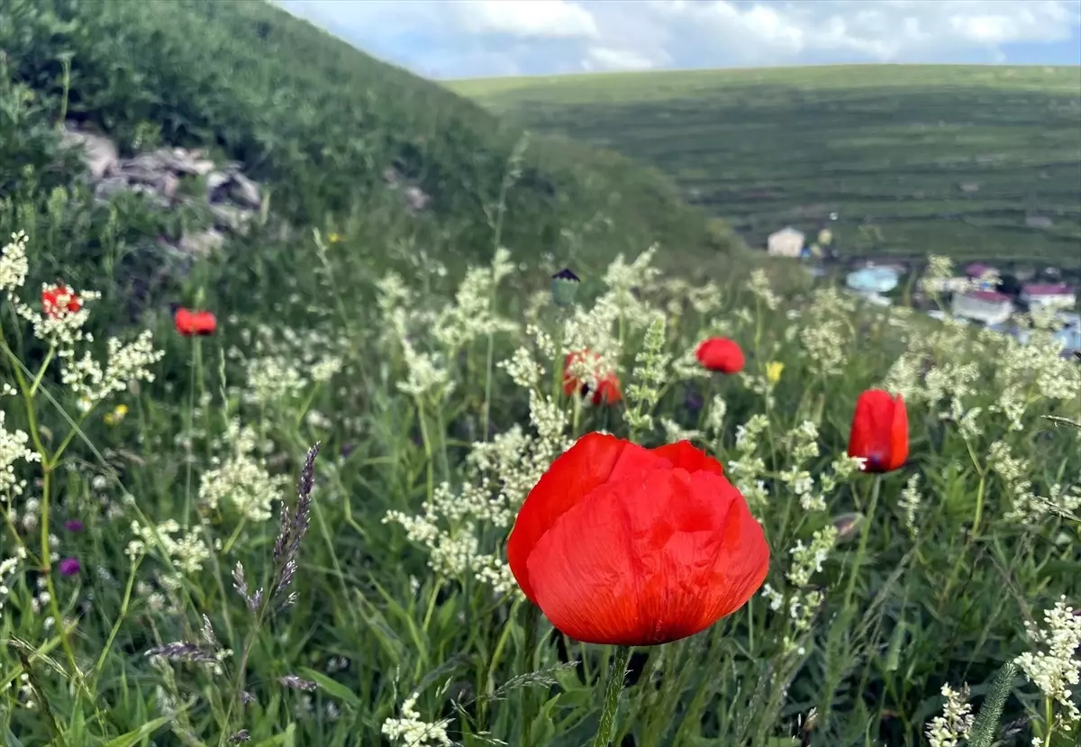 Ardahan\'ın doğası çiçeklerle renklendi