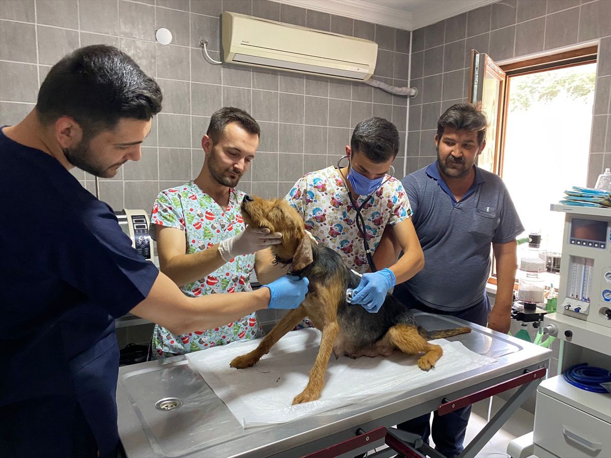 Osmaneli\'de metruk binada mahsur kalan köpek ve yavruları kurtarıldı