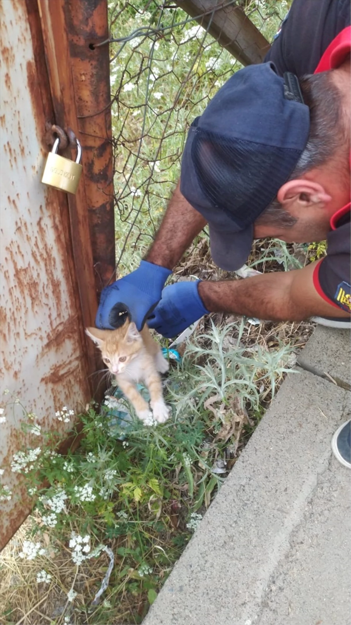 Bingöl\'de Tellere Sıkışan Yavru Kedi İtfaiye Tarafından Kurtarıldı