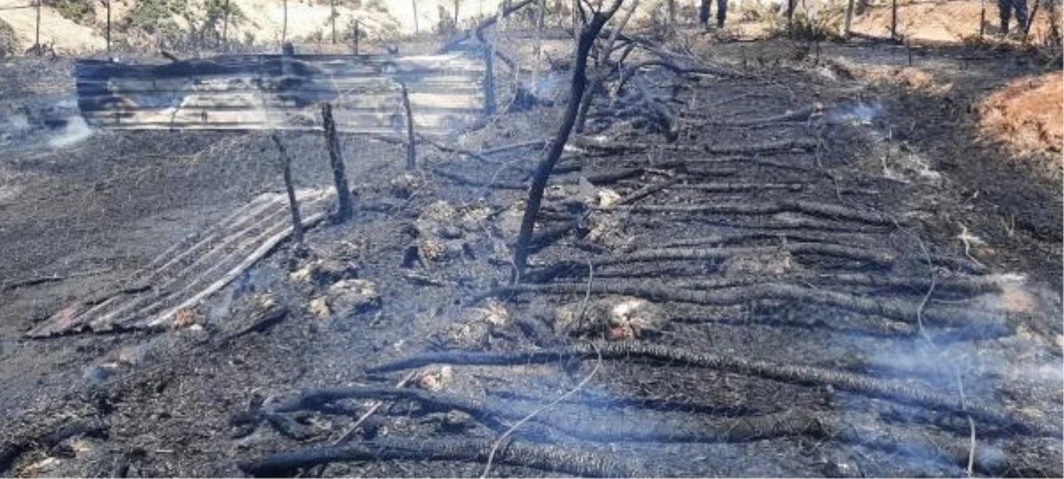 Çanakkale\'de çıkan yangında 150 oğlak öldü