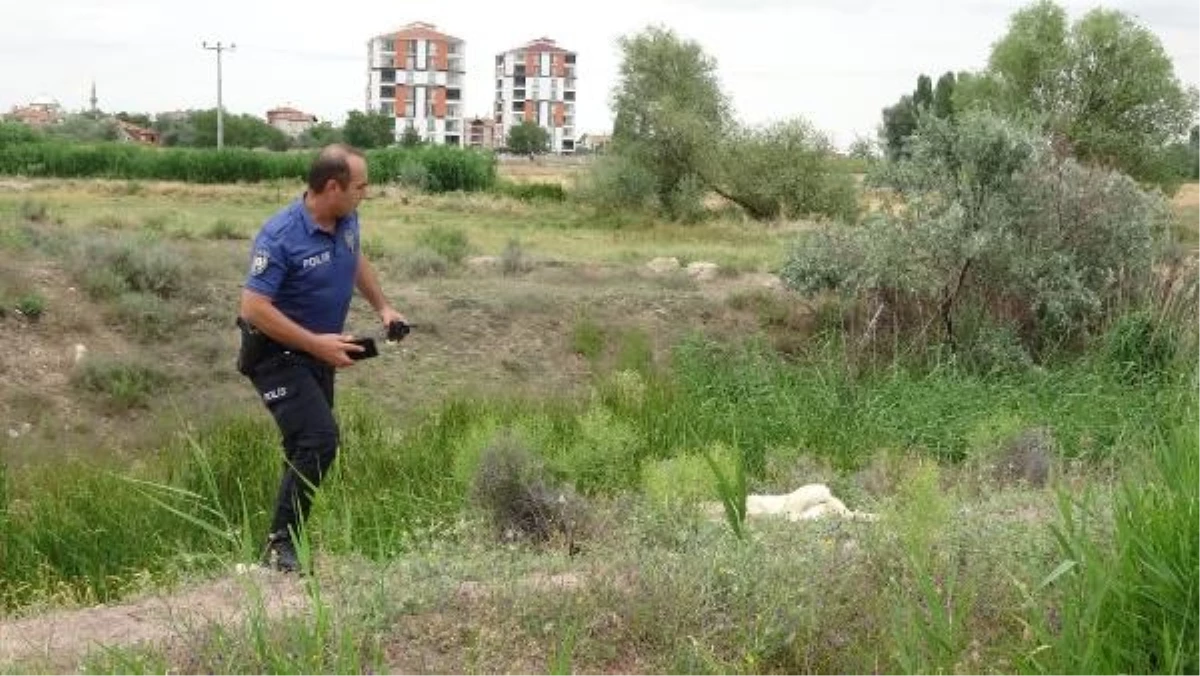 Aksaray\'da Av Tüfeği ile Köpek Öldüren Şahıs Yakalandı
