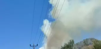 Muğla'da orman yangını