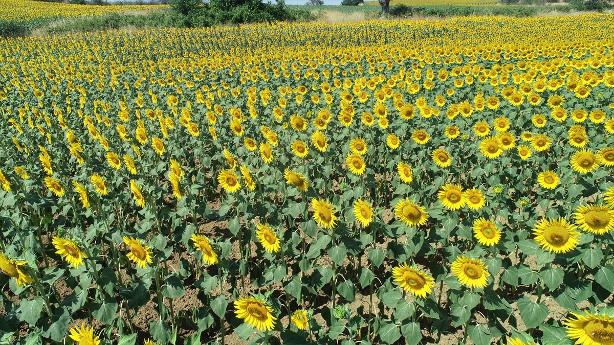 Tekirdağ\'da Ayçiçeği Tarlaları Çiçek Açtı
