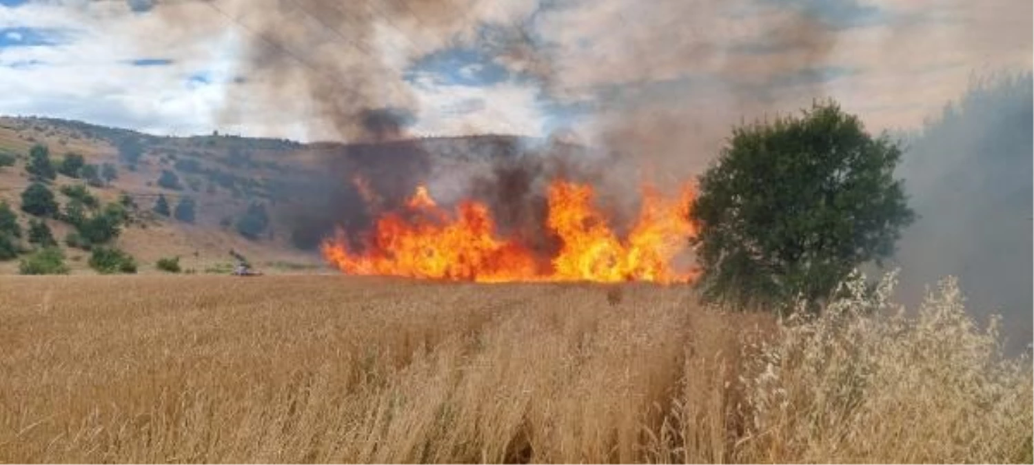 Tunceli\'de Tarlada Çıkan Yangında 10 Dönüm Buğday Yandı