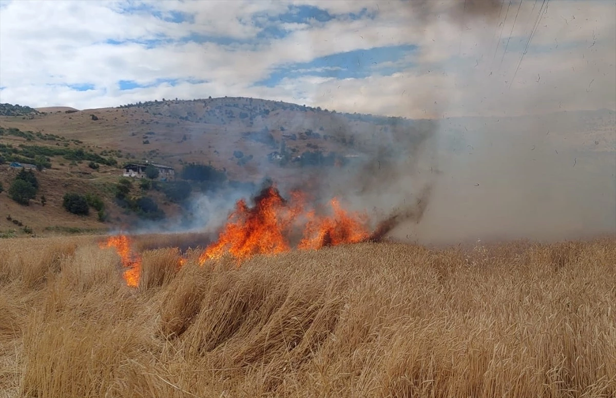 Tunceli\'de çıkan yangında 10 dönümlük buğday tarlası zarar gördü
