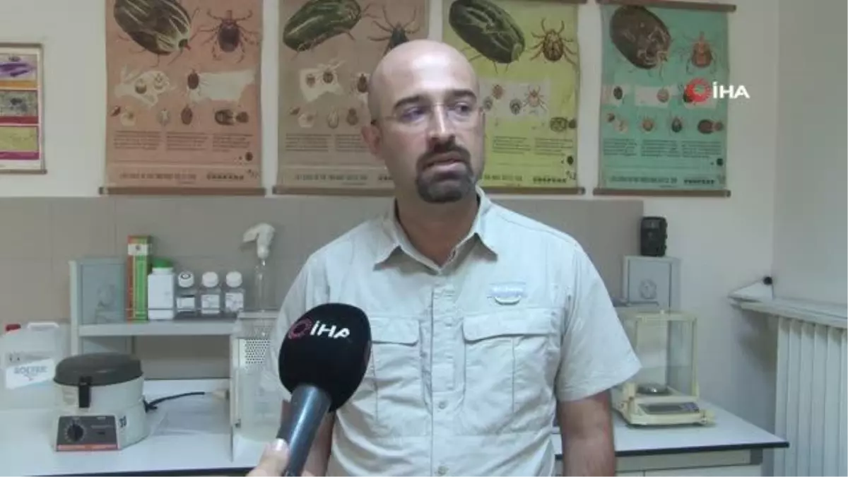 Aşırı yağışlar keneleri belirli noktalara taşıdı