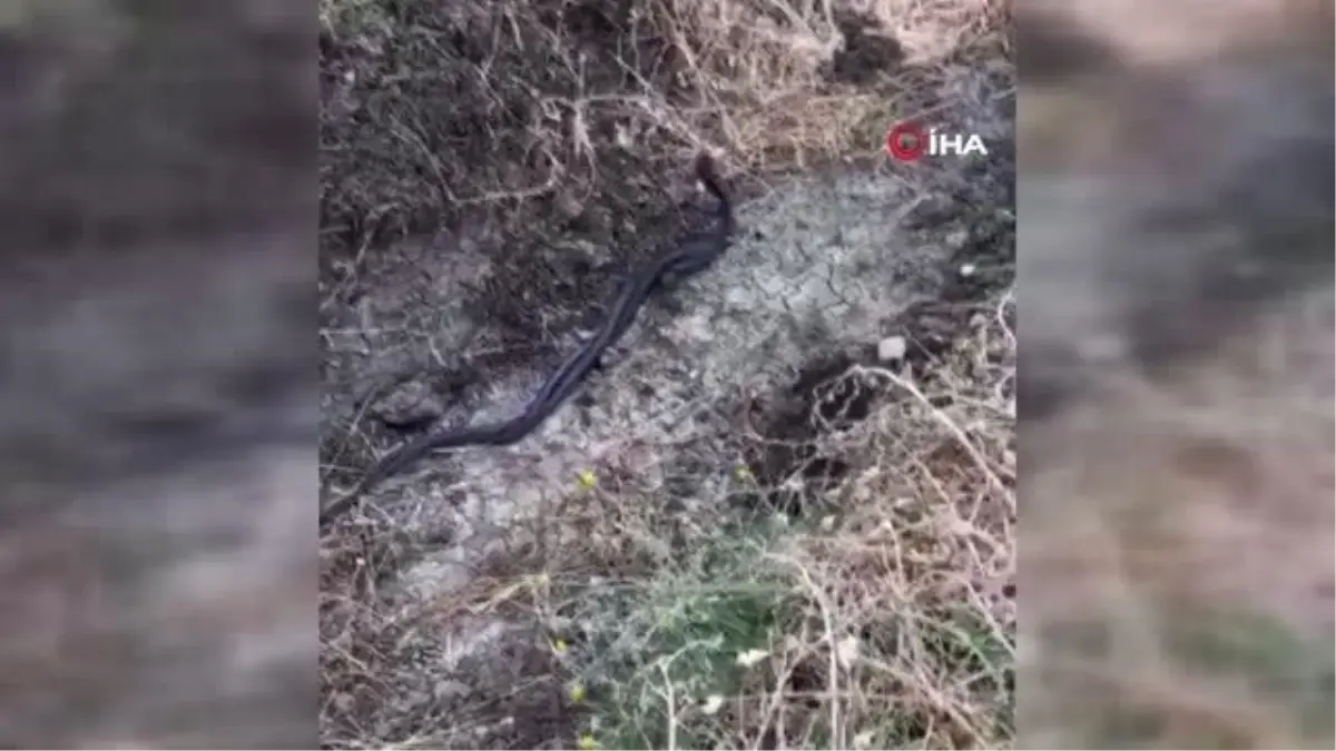 Yılanların çiftleşme dansı böyle görüntülendi