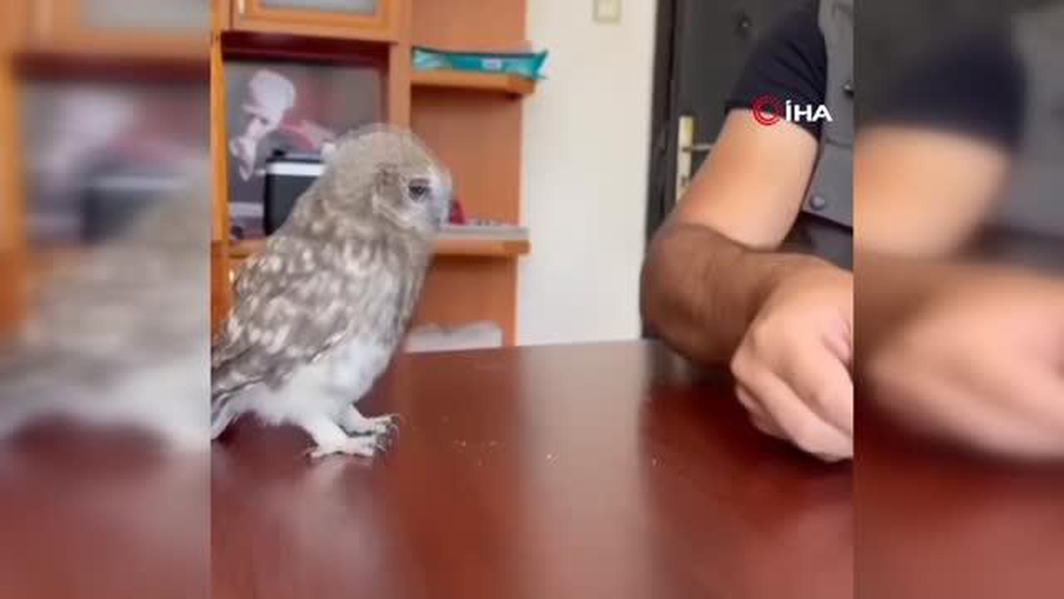 Yavru baykuş koruma altına alındı