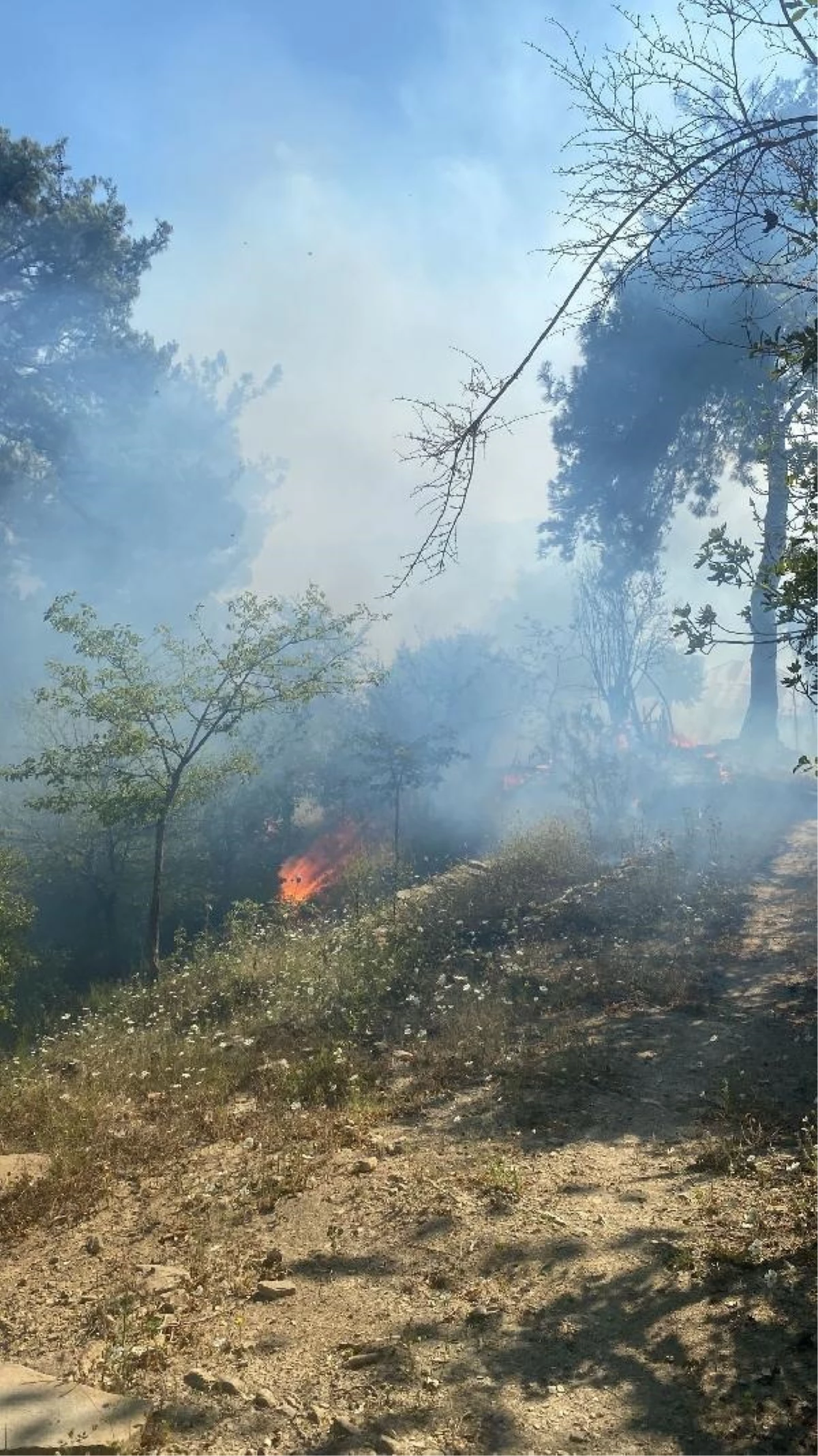Adana\'da Karaisali ve Kozan ilçelerinde orman yangını çıktı