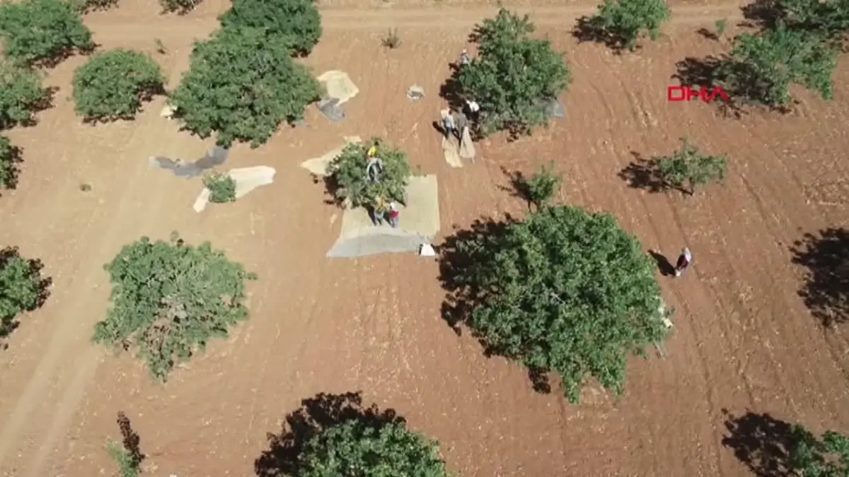 Antep Fıstığı Fiyatları Çiftçiden Sonra Yükseliyor