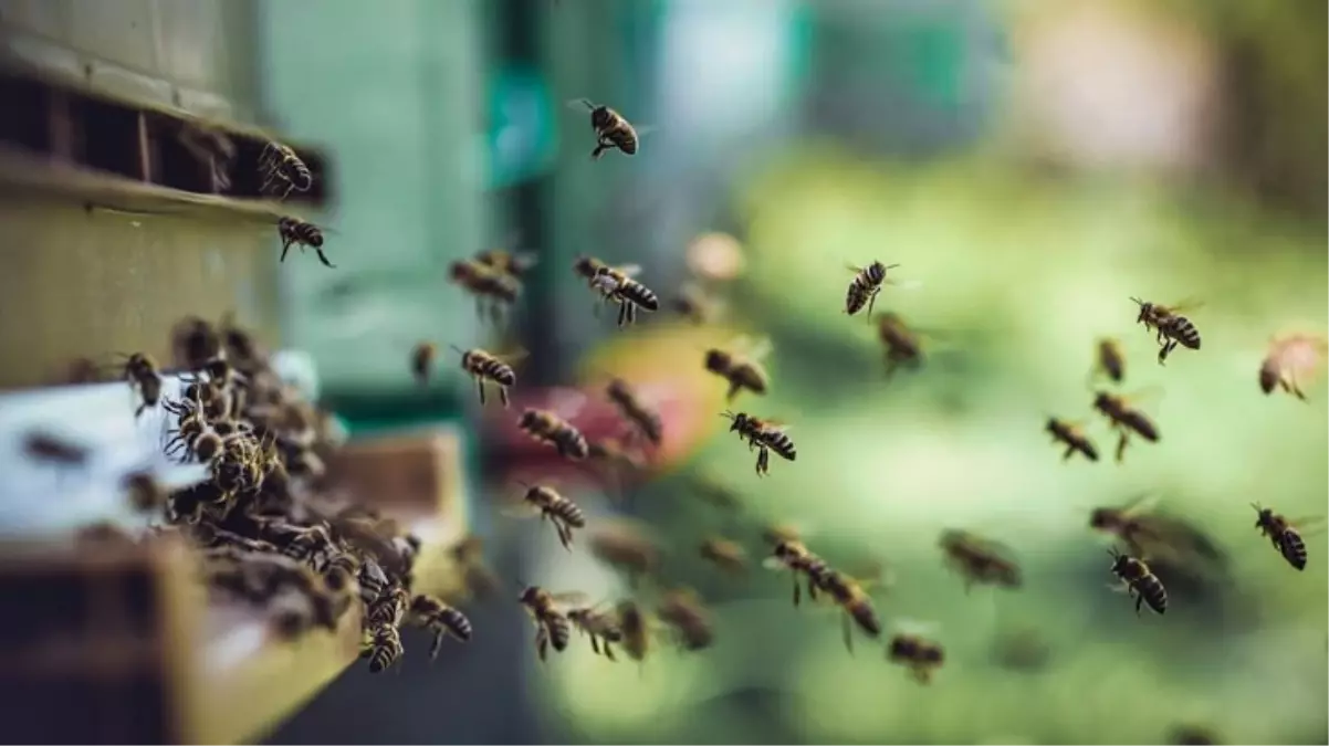 Evinin önünde arı saldırısına uğrayan yaşlı adam, hayatını kaybetti