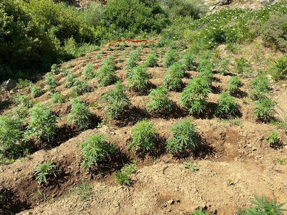Bingöl\'de 2 Bin 440 Kök Hint Keneviri Ele Geçirildi