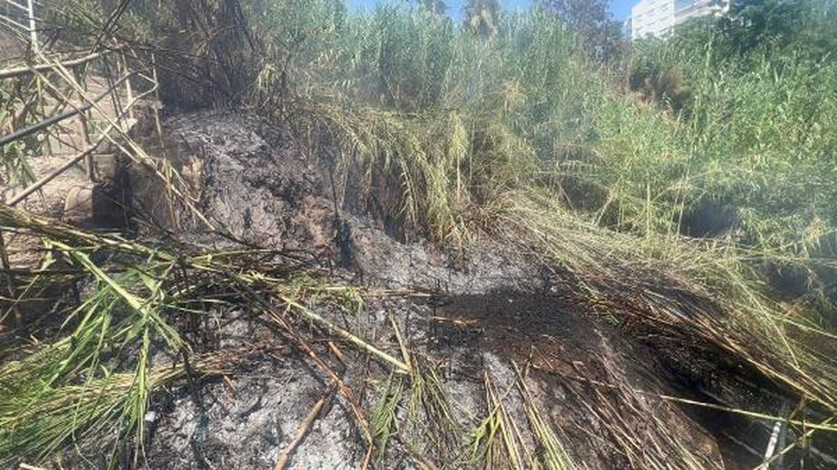 Antalya\'da çıkan yangında hayvanlar zarar gördü