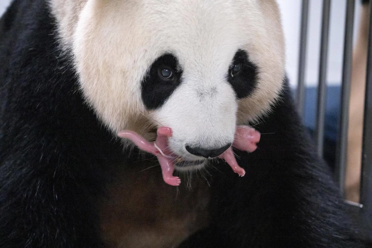 Güney Kore\'de Dev Panda Ai Bao, İkiz Yavru Dünyaya Getirdi