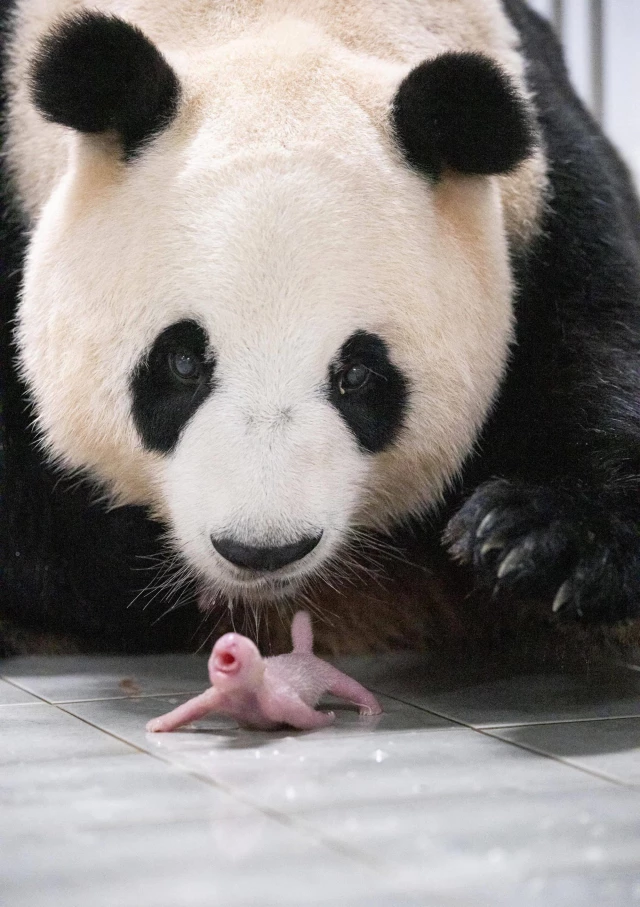 Güney Kore'de Dev Panda Ai Bao, İkiz Yavru Dünyaya Getirdi