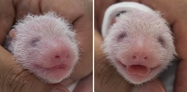 Güney Kore'de Dev Panda Ai Bao, İkiz Yavru Dünyaya Getirdi
