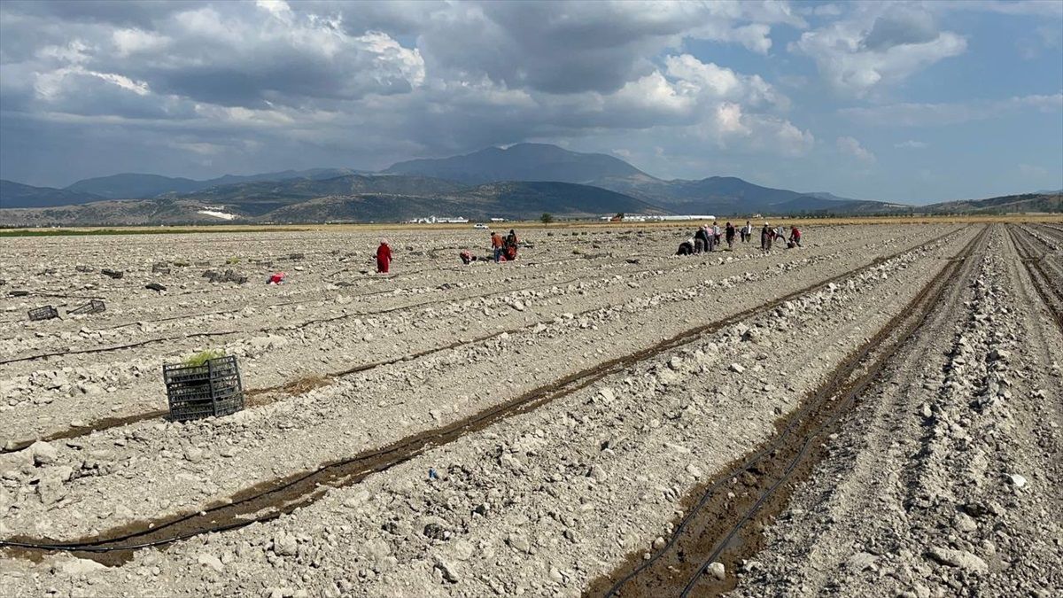 Isparta\'da Kuşkonmaz Üretimi Hedeflenen Düzeye Ulaşıyor