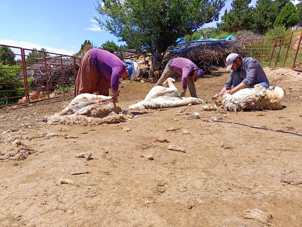 Konya\'da besiciler, sıcaktan etkilenmemek için koyunlarını kırkmaya başladı
