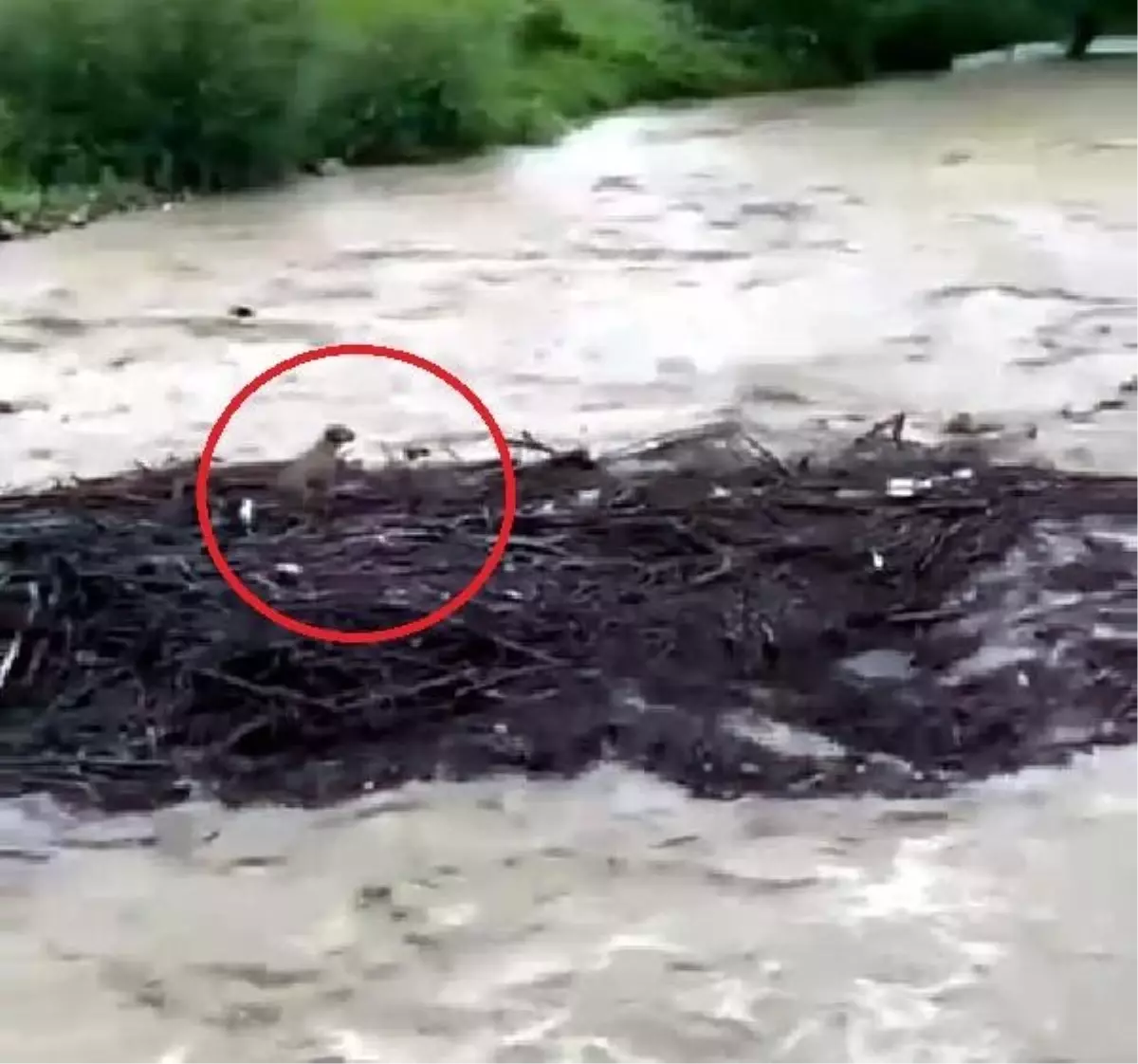 Düzce'de Sel Sularına Kapılan Yavru Köpek Kurtarıldı