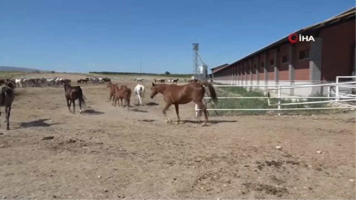 Milyonluk taylar görücüye çıkıyor