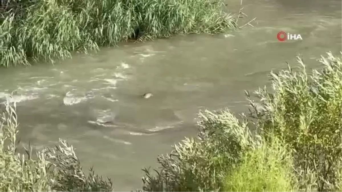 Nesli tükenme tehlikesi altında olan su samurları Hakkari\'de görüntülendi