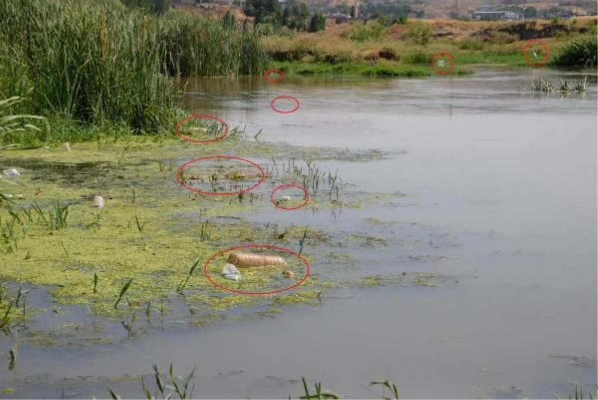 Dicle Nehri\'ndeki Çöpler Canlıları Tehdit Ediyor