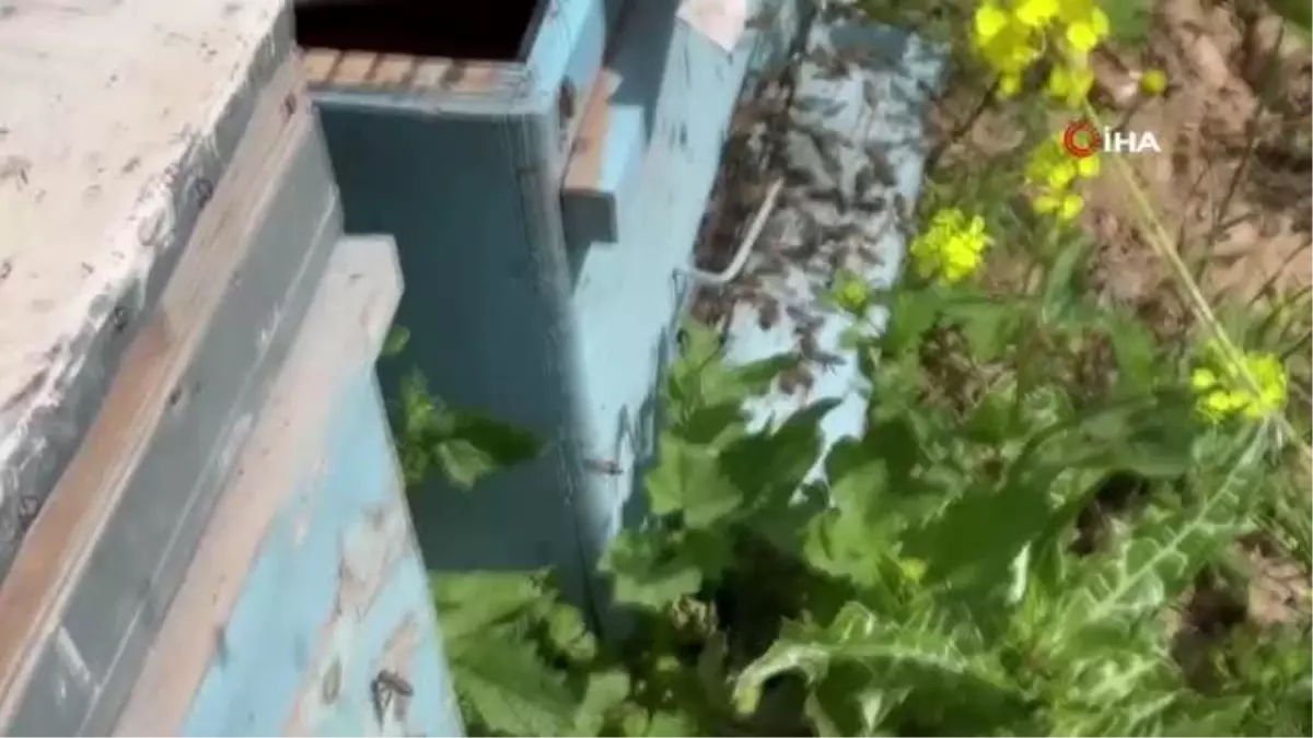 Şanlıurfa\'da arının soktuğu adam hayatını kaybetti