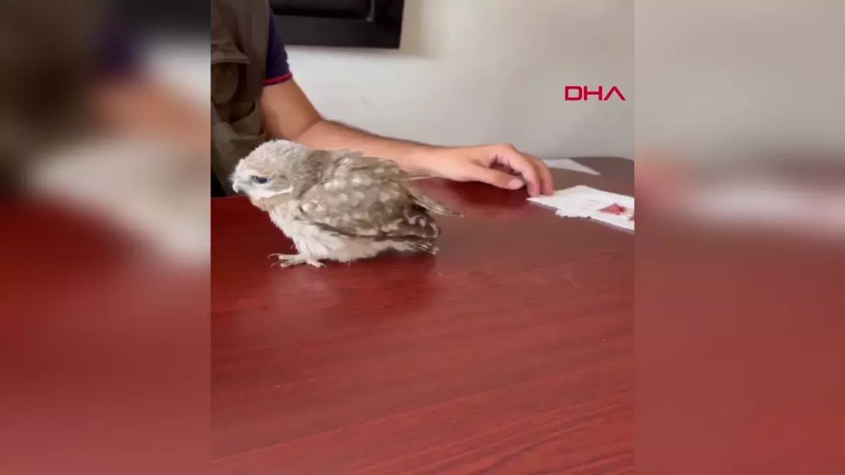 Osmaniye\'de bulunan yavru baykuş bakıma alındı
