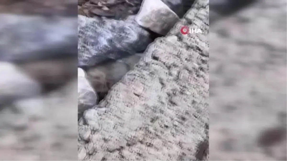 Batman\'da 20 santim büyüklüğünde etçil çekirge görüldü