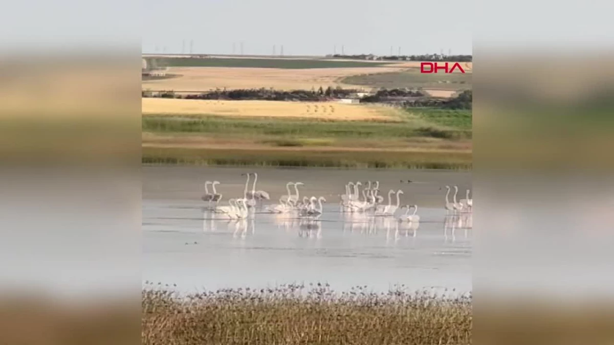 Çorum\'da 40 Flamingo Gözlendi