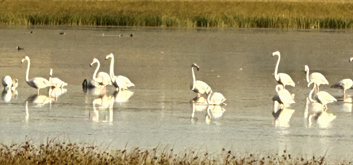 Çorum\'da 40 Flamingo Gözlendi