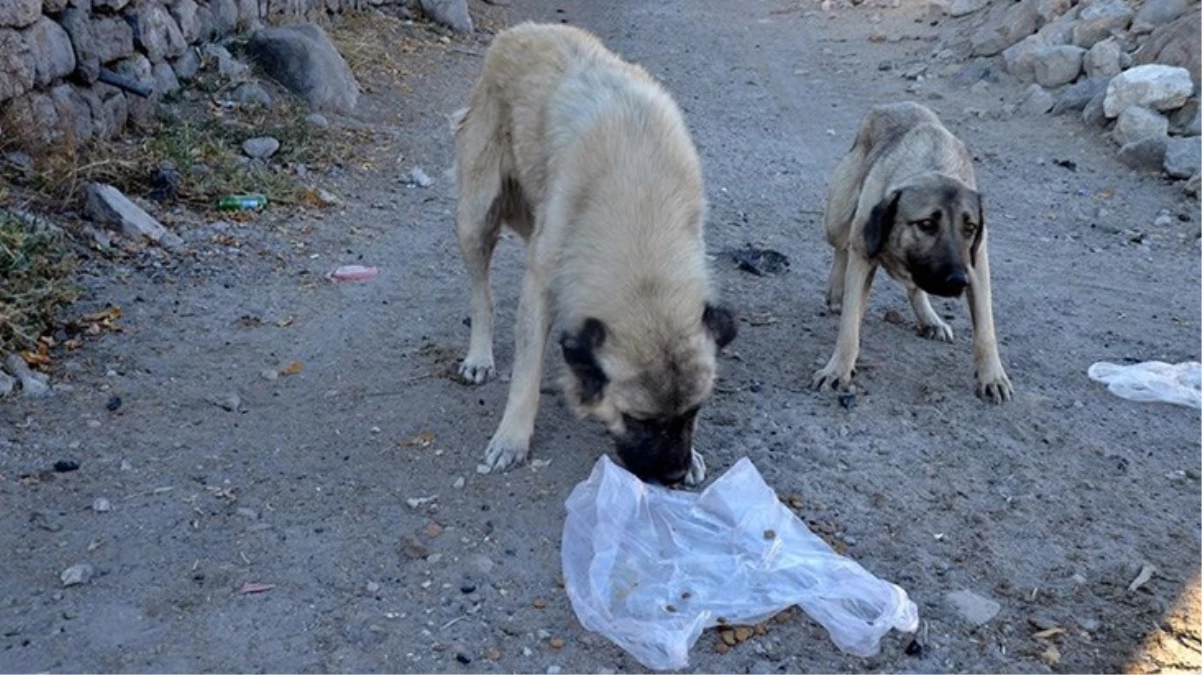 Elazığ\'ın Keban ilçesinde sahipsiz köpekler kümese girdi, 10 tavuk telef oldu