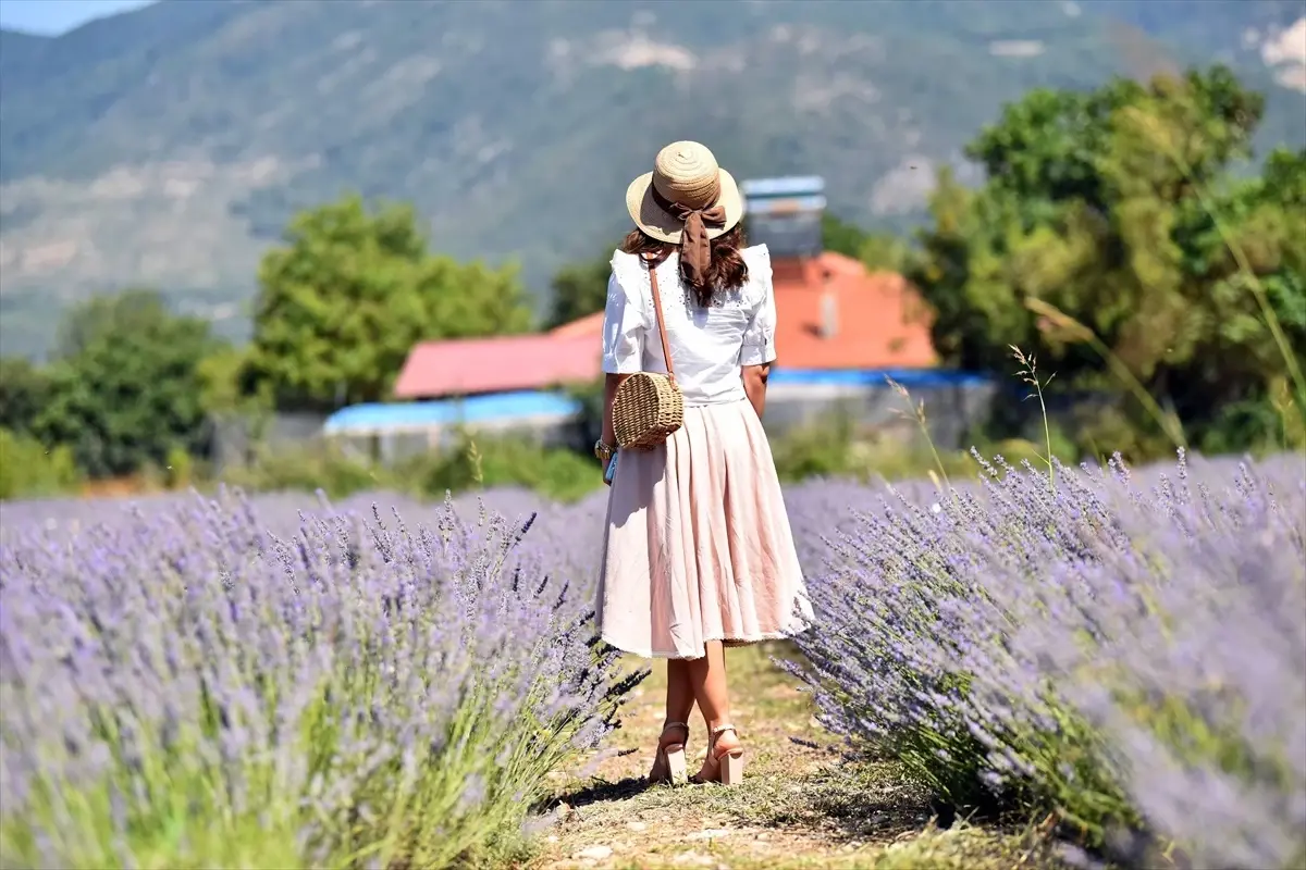 Fethiye\'de Lavanta Hasadı Gerçekleştirildi