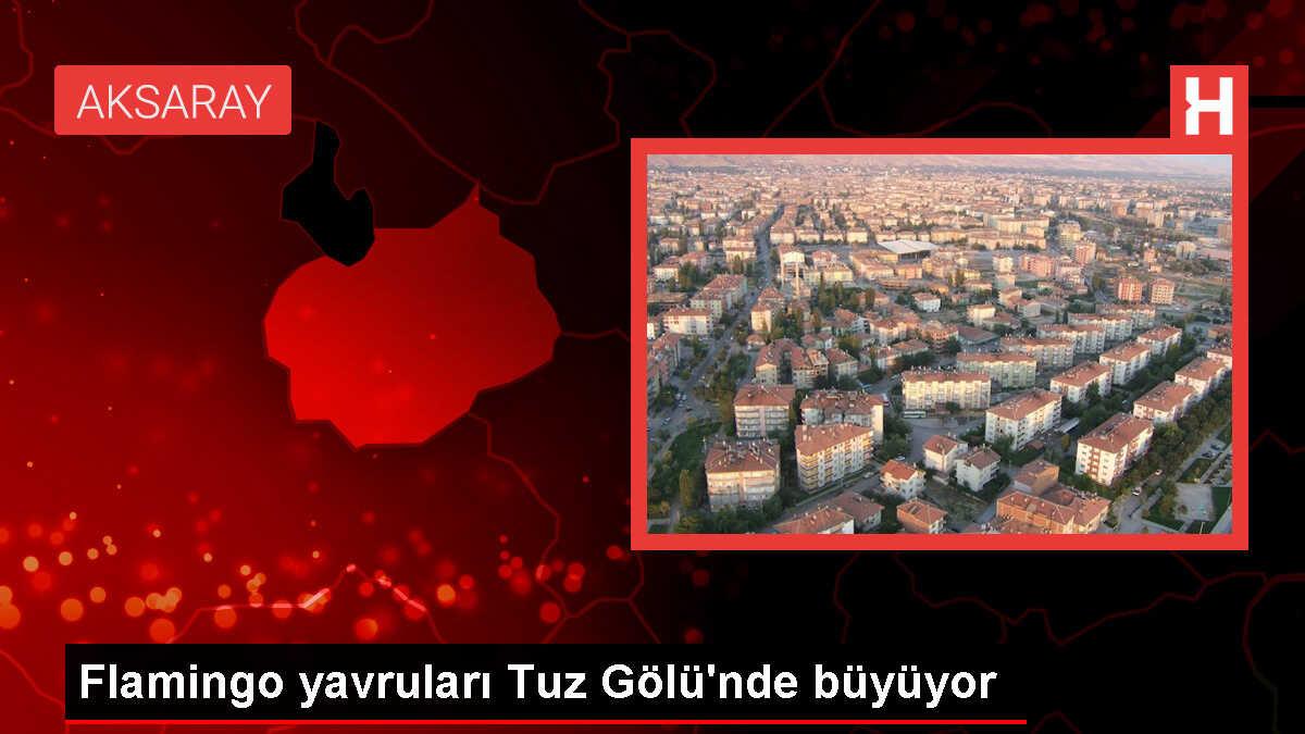 Tuz Gölü'nde Binlerce Flamingo Yavrusu Yumurtadan Çıktı