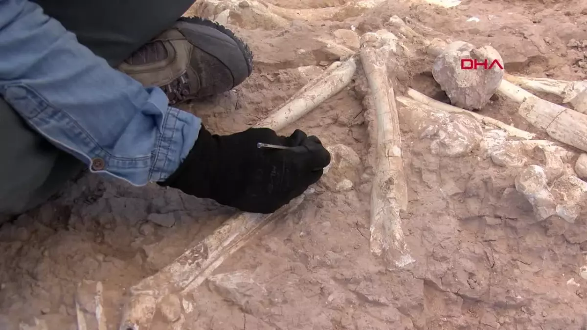 Kocasinan\'da 7,5 Milyon Yıllık Zürafa Fosili Bulundu