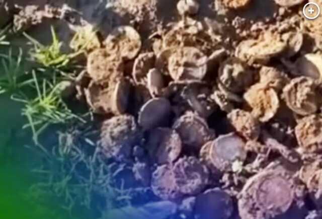 Kentucky'de iç savaş dönemine ait 700'den dazla altın sikke bulundu