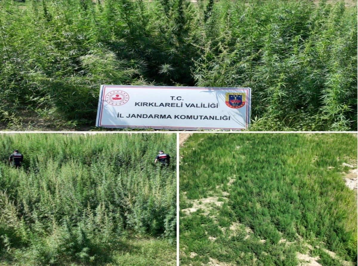Kırklareli\'nde 215 Bin 709 Kök Hint Keneviri Ele Geçirildi
